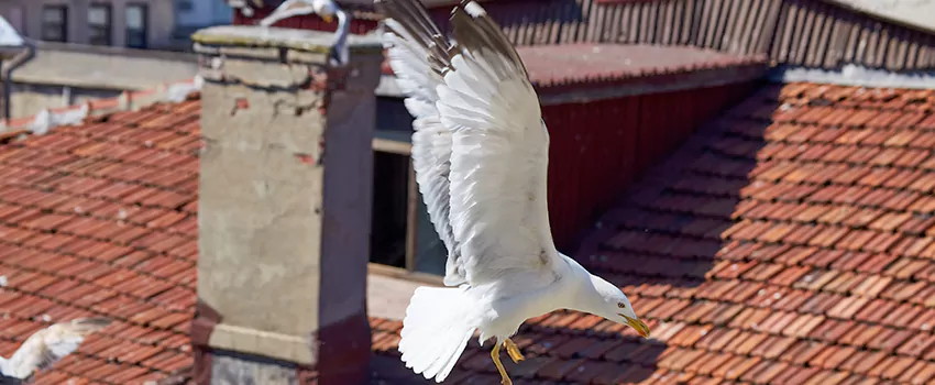 Residential Chimney Animal Removal Solution in Chaparral, NM