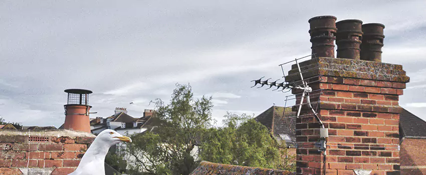 Chimney Cleaning And Restoration in Chaparral, New Mexico